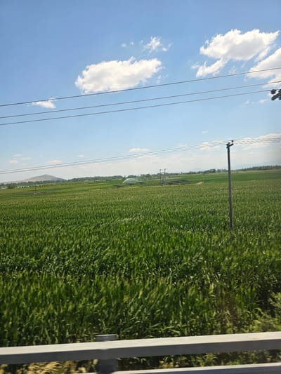 The image depicts a vast, verdant field stretching towards the horizon under a bright blue sky dotted with fluffy white clouds. Multiple power lines traverse the sky from left to right, supported by utility poles. In the distance, a line of trees and what appears to be a mountain range form the backdrop. A white railing is visible on the right side of the frame. The field appears to be under cultivation, possibly with crops like wheat or corn, as indicated by the uniform green expanse. The sunlight suggests it is daytime, likely late morning or early afternoon, and the weather appears clear and pleasant. The overall scene evokes a sense of rural tranquility and openness. There is no visible text in the image.