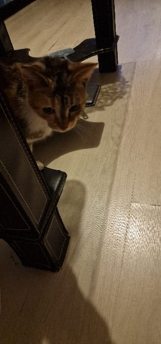 The scene depicts an indoor environment in the city of Blaye, France, featuring a small, calico-patterned cat. The cat, exhibiting a mix of brown, orange, and black fur with white markings on its chest and paws, is positioned in the lower-left quadrant of the frame, looking downward. Its head is slightly lowered, and its ears are erect. To the left, a dark brown piece of furniture with light-colored stitching, possibly a chair or ottoman, is partially visible. In the upper right, a dark, vertical furniture leg casts a distinct shadow on the light-colored, possibly wooden or laminate, floor. A dark, rectangular object, consistent with a smartphone or wallet, is visible on the floor beneath the furniture leg, adjacent to a smaller, metallic or light-colored object. The overall lighting suggests an indoor setting with artificial light source, producing clear shadows on the floor, including one from the cat. No human subjects are visible.