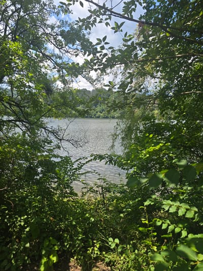 An outdoor, eye-level shot captures a view of Pancharevo Lake in Bulgaria, framed by lush green foliage. The lake's surface is textured with gentle ripples, reflecting the bright, partly cloudy sky. In the distance, a treeline of dense green forest borders the far bank of the lake. The foreground is dominated by various green plants and tree branches, obscuring parts of the view and creating a natural frame. The lighting suggests a sunny day, with sunlight dappling through the leaves. No people are visible in the scene.