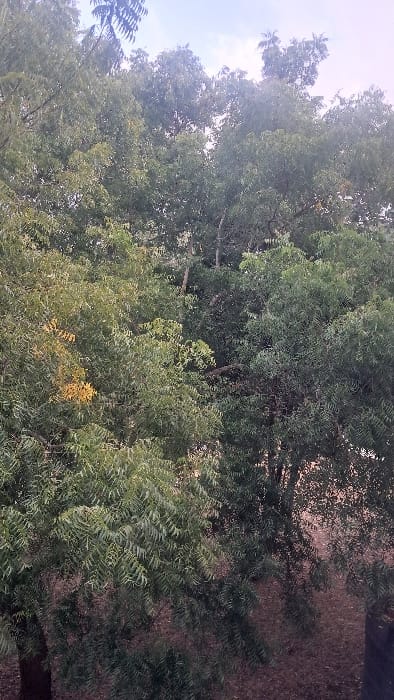 A dense canopy of green foliage dominates the scene, with varying shades suggesting depth and overlapping layers. Tree branches stretch towards a partly visible sky with soft lighting. The composition is primarily focused on the lush greenery, hinting at a forest or park-like setting, possibly during daytime. Some yellow foliage is scattered in the middle of the photo.