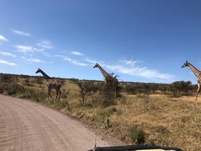 The image shows three giraffes in the Malanja Depression in Tanzania, at coordinates -3.142 latitude and 35.439 longitude. The giraffes are walking away from the camera on a dirt road. The giraffes are brown and white with long necks and legs. There is a clear blue sky with white clouds in the background. The giraffes are surrounded by dry, brown grass and small trees. The road is dusty and uneven.
