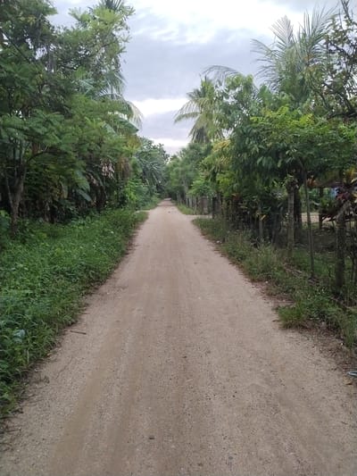 The image displays a straight, unpaved dirt road receding into the distance under an overcast sky. The road, composed of light brown earth and small gravel, occupies the central and lower portions of the frame, narrowing as it extends.

On both sides of the road, abundant, lush green vegetation forms a dense corridor. To the left, a thick growth of trees and underbrush creates a vibrant wall of foliage. On the right, similar greenery lines the path, and a simple fence constructed from wooden posts and wire mesh is partially visible, interspersed with plants. Beyond the fence, hints of structures or dwellings can be discerned through the trees, suggesting a residential area integrated with nature. Numerous palm trees, identifiable by their distinctive fronds, are scattered among the other trees, especially in the background and on the right, indicating a tropical climate. Large-leafed plants also contribute to the dense green canopy.

The sky is largely covered by grey and white clouds, casting a soft, diffused light over the scene. There are no people or animals present, and no specific activity is occurring. The atmosphere is one of tranquility and stillness. No text is visible within the image. The setting appears to be a rural or semi-rural environment, consistent with the given location context of Teupinbayu, Indonesia.