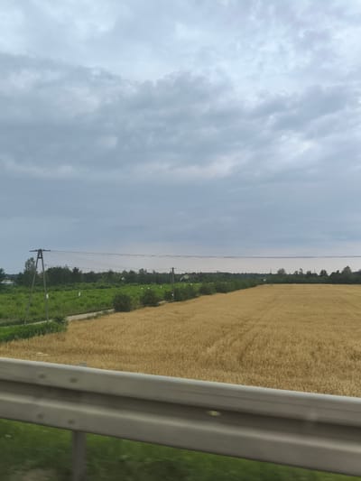 A wide shot captures a rural landscape under a cloudy sky. A metal guardrail runs along the bottom edge of the frame, suggesting the perspective is from a vehicle or elevated viewpoint. Beyond the guardrail, a field of golden wheat or barley stretches towards the horizon, its stalks appearing uniformly ripe. To the left of the grain field is a vibrant green field, possibly crops or pasture, interspersed with trees and a dirt road. Several utility poles with wires crisscross the scene, indicating the presence of infrastructure. In the distance, hints of houses and more trees can be seen, suggesting a rural settlement. The overall impression is one of a peaceful, agrarian setting in Skrzeszew, Poland, on an overcast day.