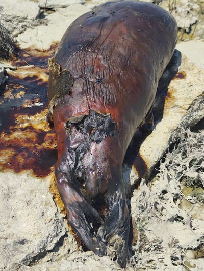 The image depicts a deceased marine animal, likely a seal, on a rocky, sandy shoreline. The animal's carcass is dark brown and appears to be partially decomposed and covered in a viscous, dark liquid, possibly oil or tar. There are visible injuries and exposed tissue on the body. The surrounding environment consists of light-colored, porous rocks and sparse dry vegetation. The scene suggests a natural setting, possibly a beach or coastal area. There is no indication of the city of Saiyn, Kazakhstan, in the image.