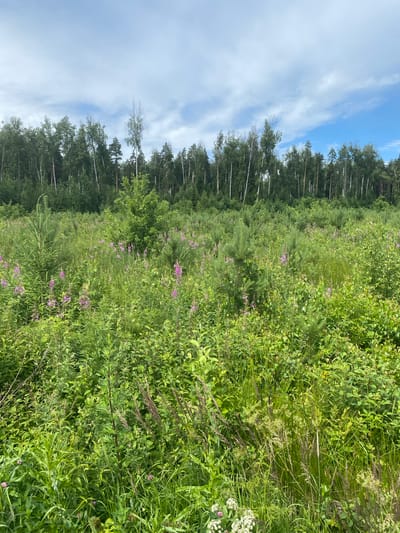 The image depicts a natural landscape with a dense forest in the background and a field of tall grass and wildflowers in the foreground. The forest consists of a mix of deciduous and coniferous trees, with a clear line of trees marking the edge of the forest. The field is predominantly green, with patches of pink and purple wildflowers scattered throughout. There are several young evergreen trees interspersed within the field, suggesting regrowth or a managed clearing. The sky above is partly cloudy with patches of blue sky visible. The scene appears to be a natural environment in or around Kalitino, Russia, given the context. There are no people or man-made structures visible in the image, indicating a focus on the natural environment. The lighting suggests it is daytime, likely late morning or early afternoon, with the sun illuminating the scene. The overall impression is one of a wild, uncultivated natural area.