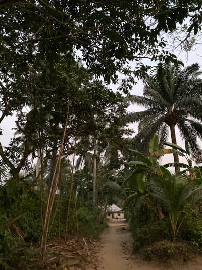 The image displays an unpaved, light brown dirt path cutting through dense tropical vegetation in Ikot Ete Ekpo, Nigeria. The path narrows as it recedes towards the background. On the left side, tall broad-leafed trees with dark green foliage and several slender, light-colored vertical stems are prominent. The right side features lush greenery including large-leafed plants (possibly banana or plantain) and multiple palm trees, one with a distinct dark trunk and fronds on the far right. The sky, visible above the tree canopy, is uniformly pale. In the distance, at the end of the path, a single-story building with light-colored walls and a sloped roof is visible. One indistinct individual is positioned on the path near this building.