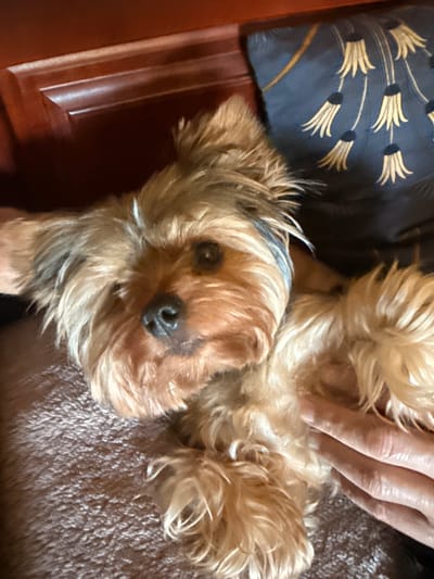A Yorkshire Terrier dog is lying down on a textured surface, possibly a blanket or rug. The dog is mostly facing the viewer, with its head tilted slightly to the right. Its fur is light brown and tan, with some darker streaks. The dog has dark eyes and a black nose. A light blue or gray bandana is visible around its neck. In the background, to the left, is a dark brown wooden surface, likely furniture. To the right and slightly behind the dog is a dark blue pillow with a cream-colored, decorative pattern that resembles stylized flowers or tassels. Partially visible in the bottom right of the frame are a person's hands, appearing to be petting or holding the dog. The overall lighting suggests an indoor environment. There are no visible landmarks or contextual elements that would indicate a specific location within Rudamina, Lithuania.