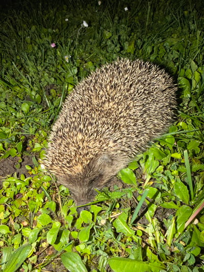 The image captures a European hedgehog nestled in lush green vegetation, likely in a garden or natural area in Osijek, Croatia. The hedgehog, a central subject, is seen from an overhead perspective, showcasing its distinctive spiky coat composed of brown and cream-colored quills. Its head is slightly visible at one end, partially obscured by its quills, suggesting it is either resting or moving slowly.
The setting is an outdoor environment, characterized by dense green grass and various broad-leaved plants. Many of the leaves exhibit small water droplets, indicating the presence of dew or recent rainfall, which contributes to a damp atmosphere.
The time of day appears to be nighttime or very low light conditions. The scene is illuminated by a strong, artificial light source, likely a camera flash or a flashlight, which brightly highlights the hedgehog and the immediate surrounding vegetation. This illumination creates stark contrasts, with areas beyond the direct light falling into deep shadow.
No specific activity beyond the hedgehog's presence in the vegetation is clearly discernible; it does not appear to be actively foraging or in a defensive curled position. There are no discernible emotions from the animal, and no visible text is present in the image. The overall impression is a quiet, nocturnal encounter with wildlife.