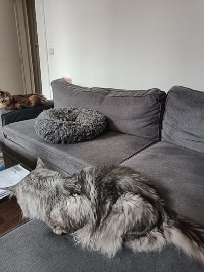 The image displays a domestic scene featuring three cats resting on a gray sofa in what appears to be a living room. In the foreground, a large, fluffy gray cat with a long tail is curled up, with its head tucked into its body. To the left and further back on the sofa, a smaller cat with brown and black tabby markings is lying down. Between these two cats, a circular, fluffy gray cat bed is positioned on the sofa. A portion of a low coffee table with papers is visible in the bottom left corner of the image. The background shows a neutral-colored wall and a doorway with vertical blinds. The lighting suggests an indoor setting, possibly during daytime. The image does not provide any specific clues to determine its location within the city of Leuven, Belgium.