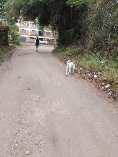 The image shows a dirt road in Athi River, Kenya, located at coordinates -1.452 latitude and 36.982 longitude. A young man is walking away from the camera on the left side of the road. He is wearing a dark blue vest over a white t-shirt and blue jeans. A white dog with brown spots is walking towards the camera on the right side of the road. The dog is sniffing the ground. There is a small amount of litter on the side of the road. The background shows a two-story building with an open parking lot in front of it. There is a grey car parked in the lot. The image was taken in a residential area, as indicated by the presence of the building and the parked car. There is green foliage surrounding the road.