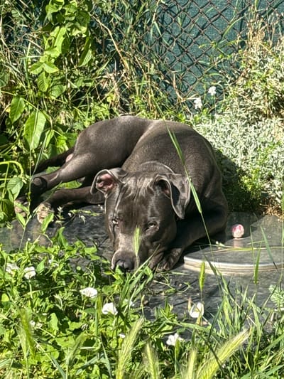 The image depicts a dark-colored dog lying down on a flat, dark surface outdoors, surrounded by lush green vegetation. The dog is curled up, resting its head on its paws. The environment appears to be a yard or garden area, with a wire fence visible in the background and various plants and blades of grass in the foreground and surrounding the dog. A small pink and white ball is situated to the right of the dog. The scene is illuminated by natural sunlight, casting shadows and highlighting the textures of the dog's fur and the surrounding plants. No people are present in the image.