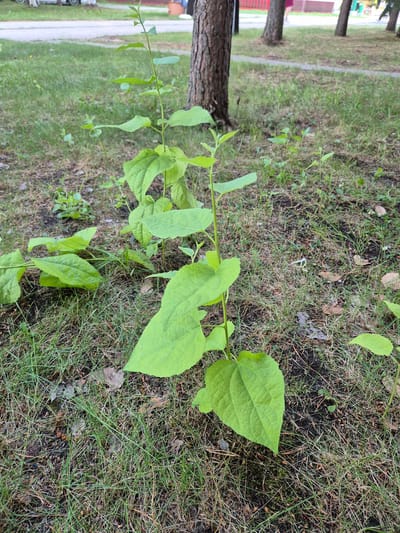 The image depicts a close-up, ground-level view of several young green plants with large heart-shaped leaves growing in a grassy area. The plants appear to be saplings or seedlings. The ground is covered with a mix of grass, dry leaves, and soil. In the background, the trunk of a large tree is visible to the right, and beyond that, a paved walkway and a road with a parked vehicle can be seen. The scene suggests an outdoor urban or suburban environment. The presence of grass and trees is consistent with public green spaces found in cities like Nizhnevartovsk, Russia.