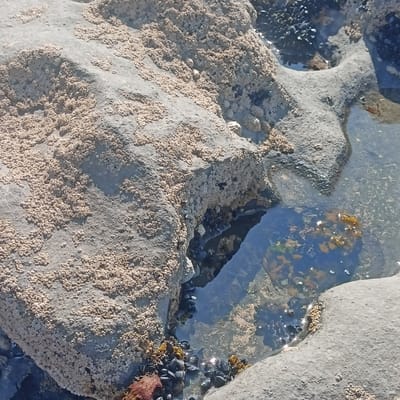 The image shows a close-up view of rocks and tide pools on a beach in Fanore, Ireland. The rocks are covered in a multitude of small, white, cone-shaped barnacles, with some larger, shell-like organisms interspersed. A clear tide pool is visible, reflecting the sky and containing a cluster of dark mussels. Underwater, strands of brown and green seaweed can be seen attached to the submerged rocks. The overall scene depicts a rocky shoreline ecosystem exposed at low tide.