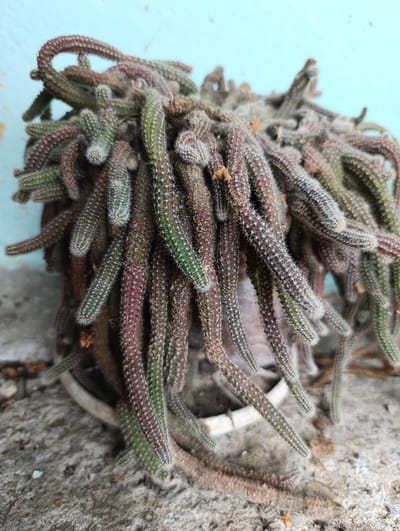 The scene, located in Nikolichevtsi, Bulgaria, displays a dense cluster of a trailing cactus or succulent plant, likely a *Cleistocactus* or similar species, housed within a weathered, light-colored pot. The plant is characterized by numerous elongated, cylindrical stems, densely covered with fine, white, hair-like spines or bristles. Stem coloration varies significantly, exhibiting prominent sections of dark reddish-purple, rich brown, and vibrant green, indicating diverse growth stages and environmental exposure. Some stems appear dried or dead, integrated within the living foliage. The plant extends outwards and downwards, with several stems resting upon the underlying surface. The pot is partially visible, appearing off-white and worn, centered within the frame at the lower mid-section. The foreground consists of a coarse, greyish-beige concrete or paved surface, exhibiting irregularities and scattered light debris. The background features a plain, light blue wall with subtle variations in tone and some minor discoloration. No individuals or specific actions are depicted.
