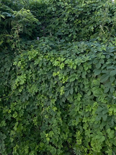 This is a high-angle, full-frame shot of dense, leafy green foliage, likely a wall of plants or vines. The leaves are predominantly a deep green, with some lighter green accents suggesting new growth or varying light exposure. The leaves are varied in shape and size, with some appearing lobed and palm-like, characteristic of plants such as hops. Thin, wiry vines are visible, weaving through the dense foliage, indicating a climbing or trailing growth habit. The overall impression is one of lush, untamed nature.
The image appears to be taken outdoors, given the natural light and the type of vegetation. The lighting suggests it could be daytime, but the density of the foliage creates many shadowed areas, making it difficult to pinpoint the exact time. There are no people or man-made objects visible, focusing solely on the natural textures and colors of the plants. The setting is likely a garden, park, or natural area where plants are allowed to grow freely.
There is no visible text in the image. The image is rich in texture and depth due to the layering of leaves. The composition is dominated by the green hues, creating a natural and somewhat wild atmosphere. The location context of Oktyabr'skii, Russia, suggests a temperate climate where such dense vegetation would thrive during warmer months.
