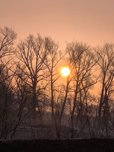 This image depicts a natural landscape in Yusupovo, Russia, during either sunrise or sunset. The upper half of the frame shows a clear sky transitioning from a light pink at the zenith to an intense orange near the horizon. The sun, a bright, circular, yellow-orange orb, is positioned slightly right of the frame's vertical center, partially obscured by tree branches. A dense line of bare deciduous trees, with dark, intricate branches, occupies the middle ground, silhouetted against the illuminated sky. Some of these branches exhibit a faint, light coating, consistent with frost. The foreground consists of a dark, indistinct mass, possibly a low ridge or ground cover. In the distant background, through the sparse branches, faint, dark, indistinct shapes are visible, suggesting either further terrain or distant structures. No individuals or specific actions are present in the scene.