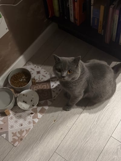 A grey British Shorthair cat sits on a light-colored wooden floor next to two bowls. One bowl contains dry cat food, and the other is empty. A patterned placemat is underneath the bowls. In the background, a bookshelf filled with books is visible. The scene is indoors, in what appears to be a home in Spinea, Italy.