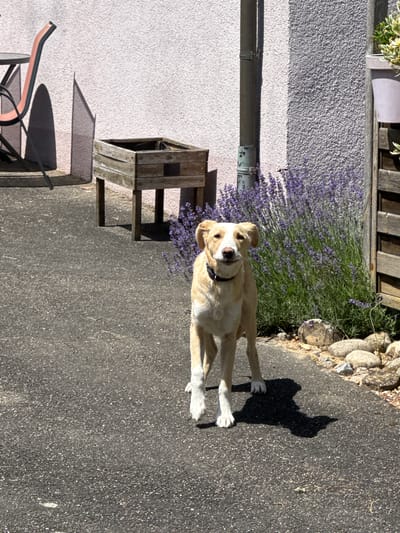 A light-colored dog with a black collar stands on an asphalt path in front of a lavender bush and a wall. The dog is facing forward and looking at the camera with its mouth slightly open. The environment appears to be a residential area, possibly a backyard or courtyard. The wall is textured and painted a light pinkish-white color. To the left of the wall, a metal chair and table are visible, casting a shadow. A wooden planter box sits on the ground near the wall and the lavender. A downspout is attached to the wall. In the background, a wooden fence is present. The scene is illuminated by bright sunlight, creating distinct shadows. The location is specified as Bietigheim-Bissingen, Germany.