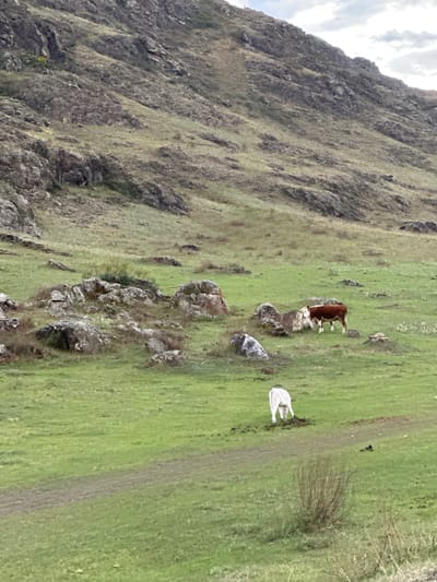 The image depicts a grassy hillside with rocky outcroppings in the city of Elanda, Russia. A mountain occupies the left side of the frame. Patches of vegetation dot its surface, giving way to open grassland. A few cows, one brown and white and one white, graze in the grass. A dirt path is visible on the right side of the frame.