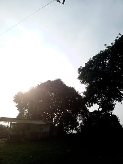 The image depicts an outdoor scene in Kudawa, Sri Lanka. The sky is bright, with the sun obscured by a large tree in the center of the frame. To the left is a small, dilapidated structure with a corrugated metal roof and a wooden frame. Another large tree stands to the right, partially obscuring the sky. In the foreground, there is a patch of green grass. A thin cable runs across the top of the image.