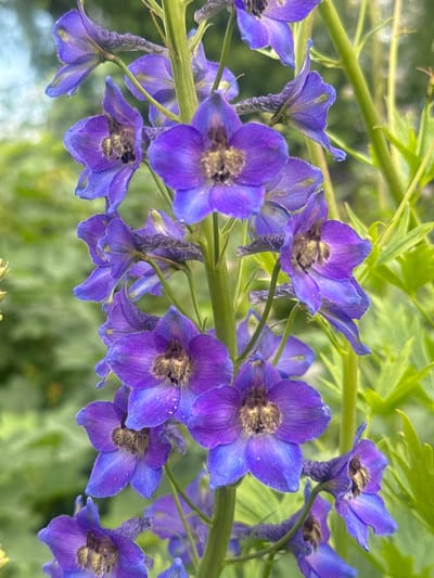 A cluster of vibrant purple delphinium flowers are in full bloom against a blurred green background of foliage. The flowers, with their distinctive spur-like petals and fuzzy centers, are arranged along a thick green stem. Some of the flowers are partially open, revealing their intricate details, while others are fully bloomed. The image captures the delicate beauty of the flowers in a natural setting.