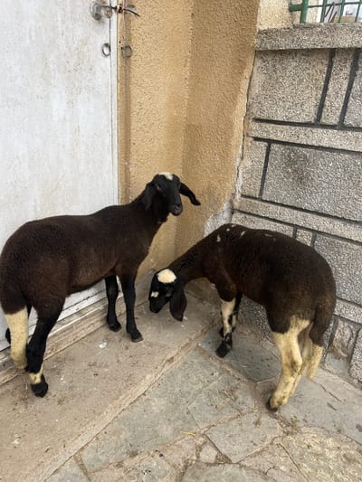 Two black lambs with white markings are on a stone and concrete surface, likely a sidewalk or courtyard, adjacent to a building with a textured tan wall and a white door. The building's foundation is stone. The scene is outdoors and possibly in the city of Hrishteni, Bulgaria.