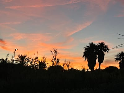 At dusk in Le Lavandou, France, the sky glows with vibrant hues of orange and pink, streaked with wispy clouds. Silhouetted against this colorful backdrop are the dark shapes of palm trees and tall grasses, creating a dramatic contrast. In the foreground, a street lamp stands tall, its light barely visible against the fading daylight. The scene captures the serene beauty of a coastal town as day transitions into night.