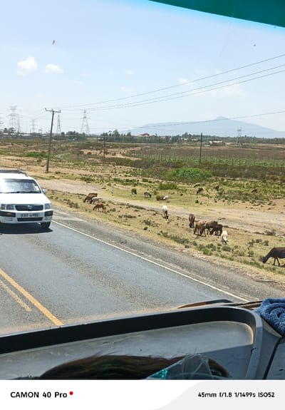 The image depicts a roadside scene in Hells Gate ward, Kenya, under clear, sunny skies. The perspective is from within a vehicle, with a portion of the dashboard and what appears to be a person's dark hair with green strands visible at the bottom, alongside a blue fabric item on the right side of the dashboard.
An asphalt road occupies the mid-left to lower-center of the frame, featuring double yellow lines. A white Toyota Probox station wagon, bearing Kenyan license plate KBV 698B, is visible on the left side of the road, moving from left to right.
To the right of the road, a dry, sparsely vegetated field extends into the distance. Approximately 20-30 goats and sheep, exhibiting various brown, white, and mottled colorations, are scattered across this field, actively grazing. Several utility poles with overhead power lines run parallel to the road and the grazing area. Further back in the field, a dirt track is discernible.
In the background, multiple large electricity transmission towers (pylons) are visible on the left. Beyond the scrubland, scattered trees and several buildings with red roofs can be seen. On the far right, an area appears to be a cultivated field or organized agricultural plot. A prominent, elongated mountain range or large hill dominates the distant horizon under a pale blue sky with minimal white cloud cover.