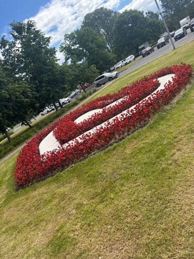 The image depicts a floral arrangement in the shape of a stylized "1" made with red flowers and white material, set against a backdrop of green grass. The arrangement is elongated and curves diagonally across the frame. To the left of the floral display, a road is visible, lined with parked cars. Beyond the road, lush green trees and a patch of blue sky with white clouds can be seen. The scene appears to be outdoors during the daytime, with bright lighting suggesting sunny weather. The presence of parked cars and the neatly maintained greenery implies an urban or suburban park setting. No people are clearly visible in the image. The orientation of the photo is portrait. The location is Sestroretsk, Russia. There is no visible text in the image.