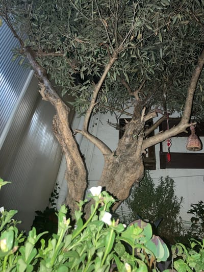 The image depicts a gnarled olive tree with thick, textured bark, positioned outdoors in what appears to be a courtyard or patio area. The tree's branches are laden with dense, dark green foliage. Two windows with dark frames are visible in the background, set against a white wall. Hanging from one of the tree's branches is a decorative item, possibly a small basket or lantern, adorned with red tassels. In the foreground, lush green plants, some with small white flowers, are visible, suggesting a garden setting. To the left of the tree, a corrugated metal or plastic structure creates a textured background. The lighting suggests it may be dusk or evening. The scene is located in the city of Sabadell, Spain.