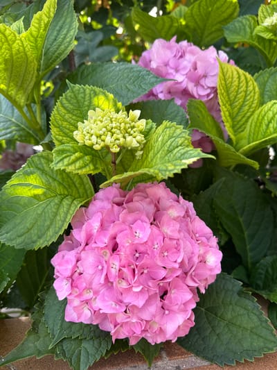 A close-up, eye-level shot captures a cluster of pink hydrangeas and their green leaves. In the foreground, a large, dense bloom of pink hydrangea flowers is prominently displayed. To the upper left, a smaller, unopened bud of light green hydrangea flowers is visible, nestled amongst the leaves. The surrounding foliage consists of large, textured green leaves, some of which are illuminated by sunlight, creating bright highlights. In the background, out-of-focus pink hydrangea blossoms and more green leaves are present. The scene appears to be an outdoor setting, likely a garden, with a brick surface visible at the bottom edge of the image. There are no people or animals depicted. The photograph was taken in the city of Blanes, Spain.
