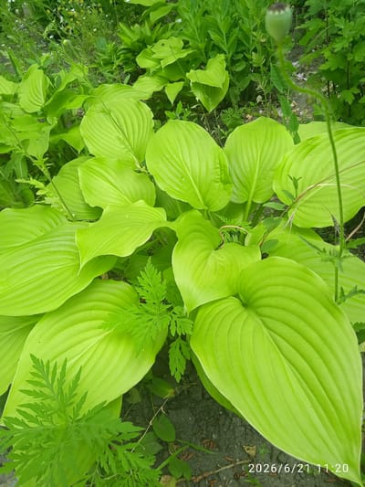 The image is a close-up, high-angle shot of bright green hosta leaves in a garden. The leaves are large, heart-shaped, and have prominent veins. A few smaller, feathery green plants are interspersed among the hostas. In the upper right portion of the image, a single, green, undeveloped poppy bud on a thin stem is visible. The ground beneath the plants appears to be dark soil with some scattered debris. The lower right corner of the image displays a timestamp: "2026/6/21 11:20". The scene is indicative of a garden in the city of Vlasivka, Ukraine. There are no people or animals present in the image.
