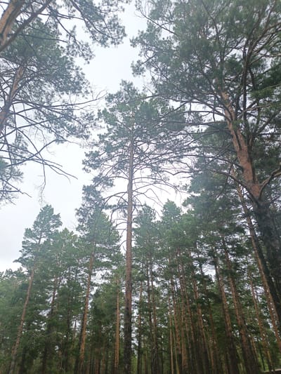 The image displays a dense forest of tall pine trees, with their branches reaching upwards towards a pale, overcast sky. The perspective is from the ground, looking up into the canopy. The tree trunks are slender and predominantly brown, with some darker, rougher bark visible. The pine needles form thick green clusters, obscuring much of the sky. Some dead branches are also visible amongst the green foliage. The overall impression is of a natural, undeveloped landscape. The location is the taiga forest on the outskirts of Ulan-Ude, Russia, likely within the territory of the Barguzinsky Nature Reserve. No people or specific objects are discernable in the image.