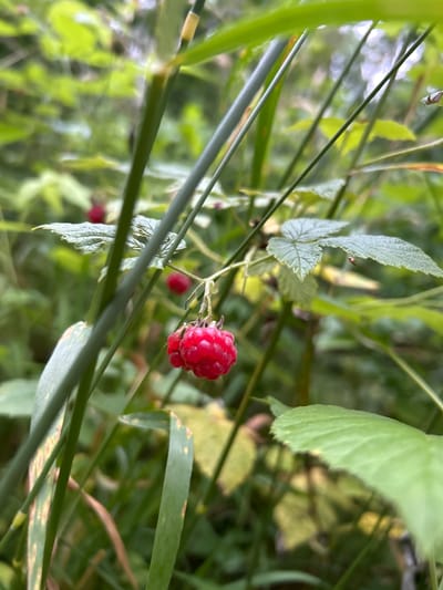 In the outdoor environment of Piwnice, Poland, a close-up photograph captures a cluster of ripe raspberries hanging from a plant. The berries are a vibrant red, with visible drupelets forming their characteristic shape. They are positioned towards the center-right of the frame. Surrounding the raspberries are green leaves, some of which are serrated, and thin, tall green stems or blades of grass that partially obscure the view. The background is a soft blur of green foliage, suggesting a natural, overgrown setting. The lighting appears to be natural daylight, illuminating the berries and creating subtle shadows. There are no people or animals visible in the image. The focus is sharpest on the raspberries and the immediate surrounding vegetation.