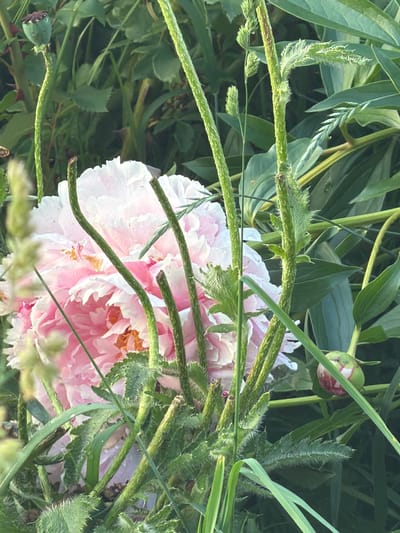 The image shows a close-up of a pink peony flower in bloom, surrounded by green foliage and stems. The peony is large and layered with delicate petals, some with hints of white and light pink. Several fuzzy green stems, some appearing slightly thorny or bristly, are in the foreground and weave around the flower. In the background, more lush green leaves are visible, along with a closed peony bud with pink accents and a green poppy seed pod. The lighting suggests it is daytime, possibly late afternoon due to the soft shadows. The scene is natural and appears to be in a garden or wild area. This image is not from the city of Petukhi, Russia; there are no recognizable landmarks or contextual elements to suggest a specific urban location.