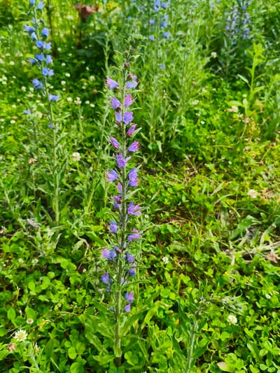 This media file is a close-up shot of a field of wildflowers, likely taken in Gusyra, Russia. The primary subject is a tall, slender plant with a spike of purple and blue flowers, prominently featured in the center of the frame. The flowers are small and tubular, arranged densely along the stem. Surrounding this main plant are other wildflowers and lush green foliage, creating a vibrant, natural setting. Among the green leaves and grass, smaller white and pink wildflowers are scattered, adding further texture and color to the scene. The lighting suggests it is daytime, possibly late morning or early afternoon, with bright sunlight illuminating the plants. The focus is sharp on the central flower stalk, with the background softening into a bokeh of greens and blues, indicating a shallow depth of field. The overall impression is one of a serene and abundant natural landscape. No people, text, or specific events are depicted. The scene evokes a sense of natural beauty and tranquility.