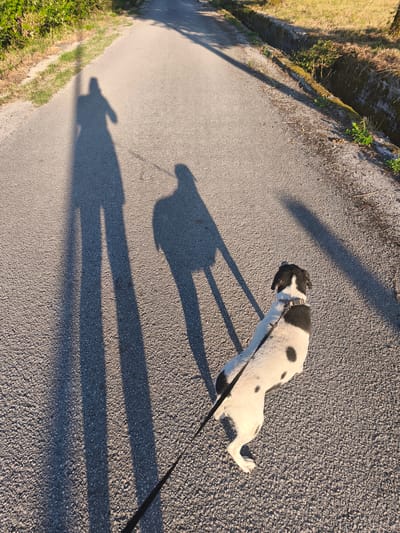 A medium shot captures a dog walking on a paved road in Campochiaro, Italy. The dog, a black and white spotted breed, is on a leash and walks away from the camera towards the vanishing point of the road. Its body is angled slightly to the right, and its head is turned towards the left, looking in the same direction as the camera.

Long, distorted shadows of two people are cast on the road from the left. The taller shadow, to the left, appears to be walking ahead of the shorter one. The shadows suggest the sun is low in the sky, casting them long and in the direction of the camera. The scene appears to be outdoors, with a grassy verge and vegetation on the left side of the road and a ditch with moss-covered stones and dry grass on the right.

The time of day is likely late afternoon or early morning due to the long shadows. The lighting is warm, indicating sunny weather. The setting is a rural road, likely in Italy given the location context. There is no visible text in the image. The overall mood is peaceful and suggests a casual walk.