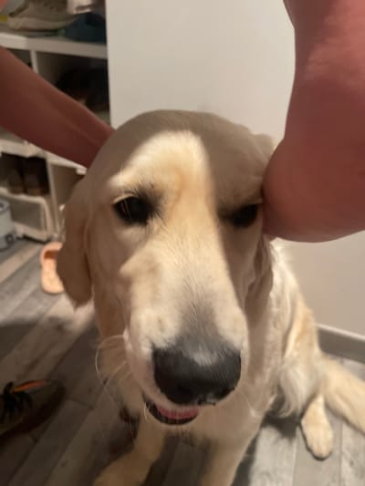 A close-up, slightly distorted image shows a golden retriever dog being petted. A light-skinned person is petting the dog on the head. The dog's nose is prominent in the foreground, and the dog's pink tongue is visible. The dog is tan and white with dark eyes and a black nose. The floor in the background appears to be gray wood-look planks. A white table and what looks like a shelf are visible in the background. There is no indication of Paiporta, Spain.