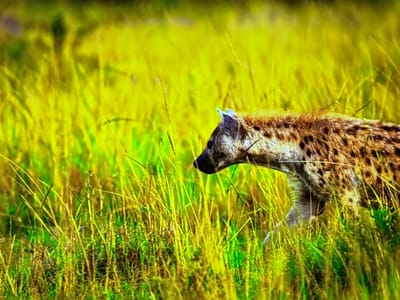 The image depicts a hyena walking through tall, yellow-green grass. The hyena is spotted and appears to be moving from right to left. The environment is a natural landscape, likely a savanna or grassland. There is no indication of an urban setting like Gorzow, Poland.