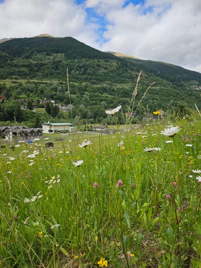 This is a medium shot, eye-level, vertical photograph of a meadow filled with wildflowers in Pontagna, Italy. The foreground is dominated by lush green grass and a variety of flowers, including white daisies, pink clover, and small yellow wildflowers. The flowers are in focus, with some tall stalks of grass also visible.

In the middle ground, there are several buildings that appear to be houses and a larger, lighter-colored structure that might be a public building or hotel. These structures are nestled amongst more trees and greenery.

The background features a large, tree-covered mountain that slopes upwards. The mountain is a deep green, and its peak is partially obscured by clouds. The sky above is a mix of white clouds and patches of blue. The overall scene depicts a rural mountainous landscape in Italy. There are no people or animals visible in the image.