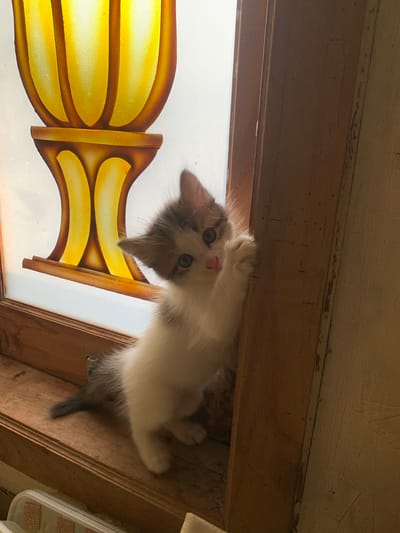 A small, fluffy kitten with white and brown fur is positioned on a wooden windowsill, its front paws clinging to a vertical wooden frame. The kitten is looking towards the viewer with wide, blue-green eyes and a pink nose. Behind the kitten, a stained glass window with yellow and brown decorative elements is visible. The environment appears to be indoors, with a focus on the kitten and its immediate surroundings. There is no indication of a specific city or location within Indonesia.