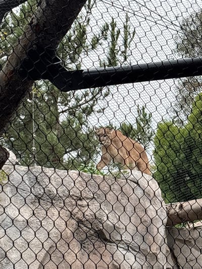 A tan mountain lion stands on a gray rock formation, its body partially visible through a black chain-link fence. A thick black pole is to the left. Green trees can be seen in the background. The netting obscures a clear view of the lion and its surroundings. The sky appears overcast.