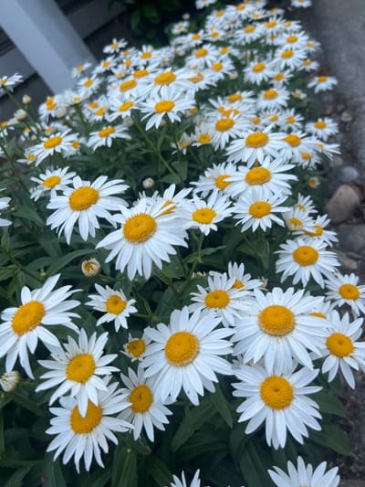 This is a close-up, eye-level, outdoor photograph of a dense bed of white daisies with bright yellow centers. The flowers are in various stages of bloom, with some fully open and others still in bud. They are growing in dark green foliage, and the background is softly blurred, showing a hint of a light-colored structure on the left and a textured, gray surface on the right, possibly a sidewalk or curb, with some small stones visible. The overall impression is one of a vibrant garden display. No specific location in Surrey, Canada, can be identified from the image alone.