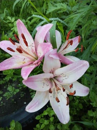 The image shows a close-up of several light pink lilies with delicate white centers and dark brown stamens. The petals are speckled with small black dots and show water droplets, indicating recent rain. The lilies are surrounded by lush green foliage, which is also wet. The background is a blur of green leaves and a dark, possibly soil or pot, surface at the bottom left. The scene appears to be an outdoor garden, likely in Зелёное, Russia, given the context. No people are present.