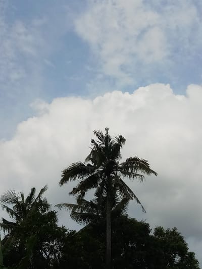 The image shows a tall palm tree with its leaves swaying in the wind against a backdrop of a large, fluffy white cloud. The sky is a light blue with patches of thin clouds. There are other smaller trees behind the palm tree, also silhouetted against the sky. The scene was captured at a location in Kebumen, Indonesia, with coordinates -7.662 latitude and 109.647 longitude.  The image is taken from a low angle, looking up at the palm tree and the sky.  There are no people or objects in the scene other than the trees and the sky.