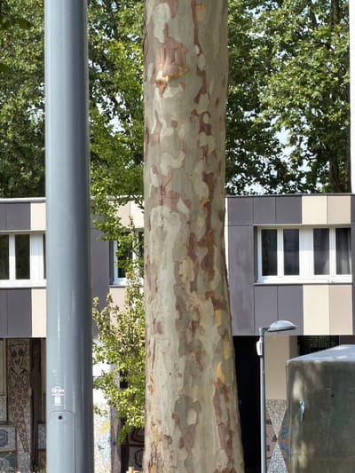 This image captures a view through a patterned tree trunk, revealing glimpses of a modern building facade and lush green foliage. The tree trunk, dominating the foreground, displays a distinctive mottled texture with patches of light tan, grey, and reddish-brown. Behind it, a building with a contemporary design is visible. The facade features sections of light grey, dark grey, and cream-colored panels, punctuated by several rectangular windows with white frames. Some of these windows reflect the surrounding greenery and sky.
Interspersed with the building are dense clusters of vibrant green leaves from trees, suggesting an outdoor setting with ample vegetation. The lighting indicates it is daytime, with sunlight filtering through the leaves and reflecting off the building's surfaces. The overall scene appears to be in a well-maintained urban or suburban environment, possibly a park or a courtyard adjacent to residential or commercial buildings in Évry-Courcouronnes, France. The angle of the shot, looking upwards through the tree and then towards the building, creates a layered perspective. No people are visible in the frame, and there are no overt signs of any specific activity or event taking place. The mood is serene and natural, with the textures of the tree bark and the geometric lines of the building creating a visual contrast. There is a small, light blue sticker on a metallic structure at the top right, but the text is illegible. A circular light fixture is also visible mounted on a pole extending from the building.