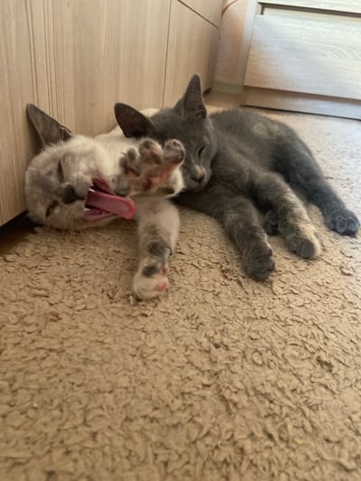 Two kittens are playing on a textured rug next to a wooden floor. The kitten on top is grey and appears to be lying on its back, with its legs stretched out. The kitten underneath is lighter in color, a mix of white and grey, and is also on its back with its mouth wide open, showing a bright pink tongue. Its eyes are closed, suggesting it is yawning. The scene is indoors, likely in a home, given the rug and wooden floor. The lighting suggests it is daytime. The overall impression is one of playful interaction and a moment of rest captured. There is no visible text in the image.
