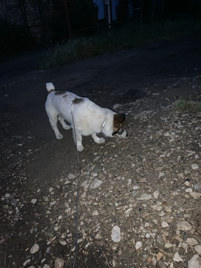 An outdoor, low-light, full shot shows a medium-sized, white dog with brown patches on its head and back, wearing a silver collar. The dog is on a leash and appears to be sniffing the ground. The ground is a mixture of dirt and small stones. In the background, there is dark foliage, a fence, and what appears to be a building. The scene is likely located on a path or road in Tiraspol, Moldova, possibly in a less developed or rural area given the natural elements and the rough terrain.