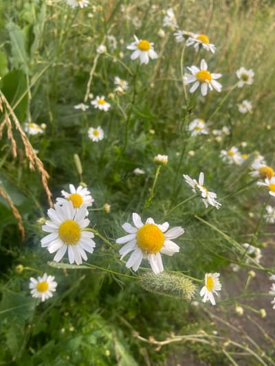 This media file captures a close-up, slightly blurry view of a field of daisies, possibly in Kolomna, Russia. The scene is dominated by the white and yellow flowers, with their delicate petals and bright yellow centers. Many of the daisies are in full bloom, while others appear as buds or have already begun to fade. The flowers are interspersed with lush green foliage and tall grasses, creating a natural and serene setting. A few stalks of dried grass are also visible in the foreground, adding texture to the image.
The lighting suggests it could be daytime, with the sunlight illuminating the flowers and casting soft shadows. There are no people or specific objects other than the flora present. The overall atmosphere is peaceful and tranquil, evoking the simple beauty of nature. The image appears to be taken outdoors in a natural environment, likely a meadow or a garden. There is no visible text within the frame. The soft focus adds a dreamy quality to the composition, highlighting the delicate details of the daisies. The presence of water droplets on some of the petals might indicate recent rain or dew.