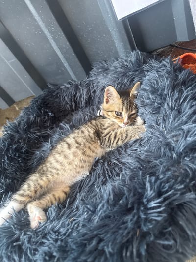 A tabby kitten is resting in a fluffy gray pet bed. The kitten's body is extended, and its head is turned towards the viewer with one eye winking. The background consists of a corrugated metal surface and a small orange object. The scene appears to be indoors, possibly in a storage area or a garage. The location in the city of Strășeni, Moldova, is not discernible from the image.
